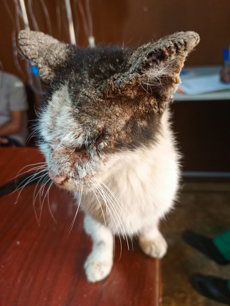 Cat With Mange
