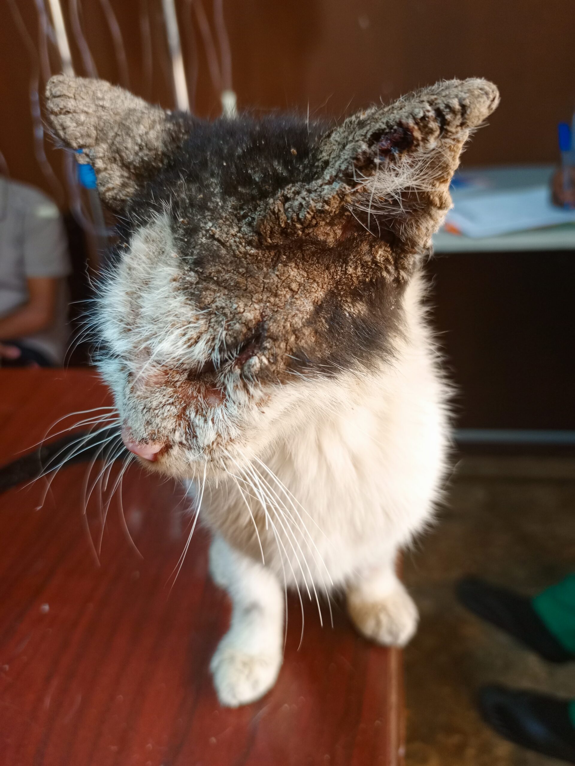 Cat With Mange