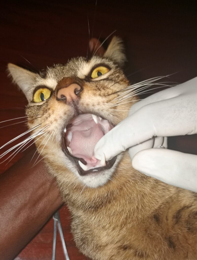 Halitosis in Cats in Kampala Uganda