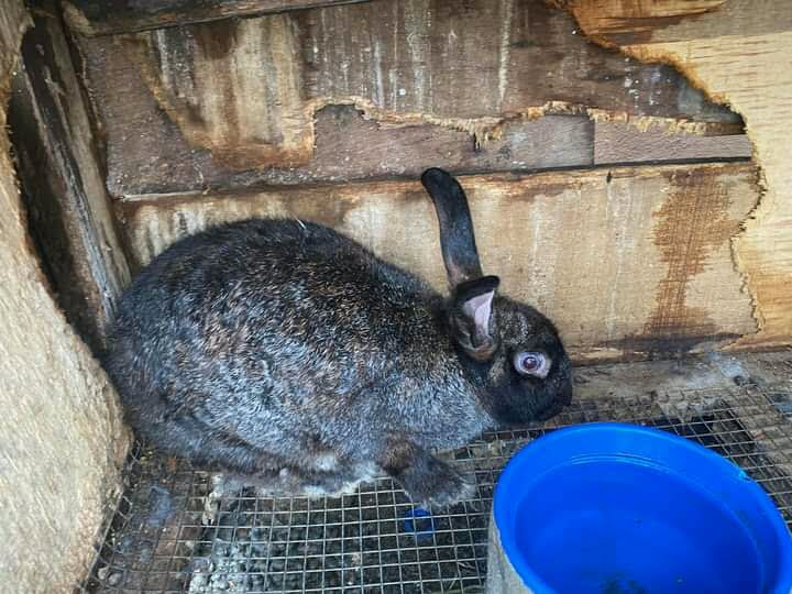 swollen stomach in rabbit