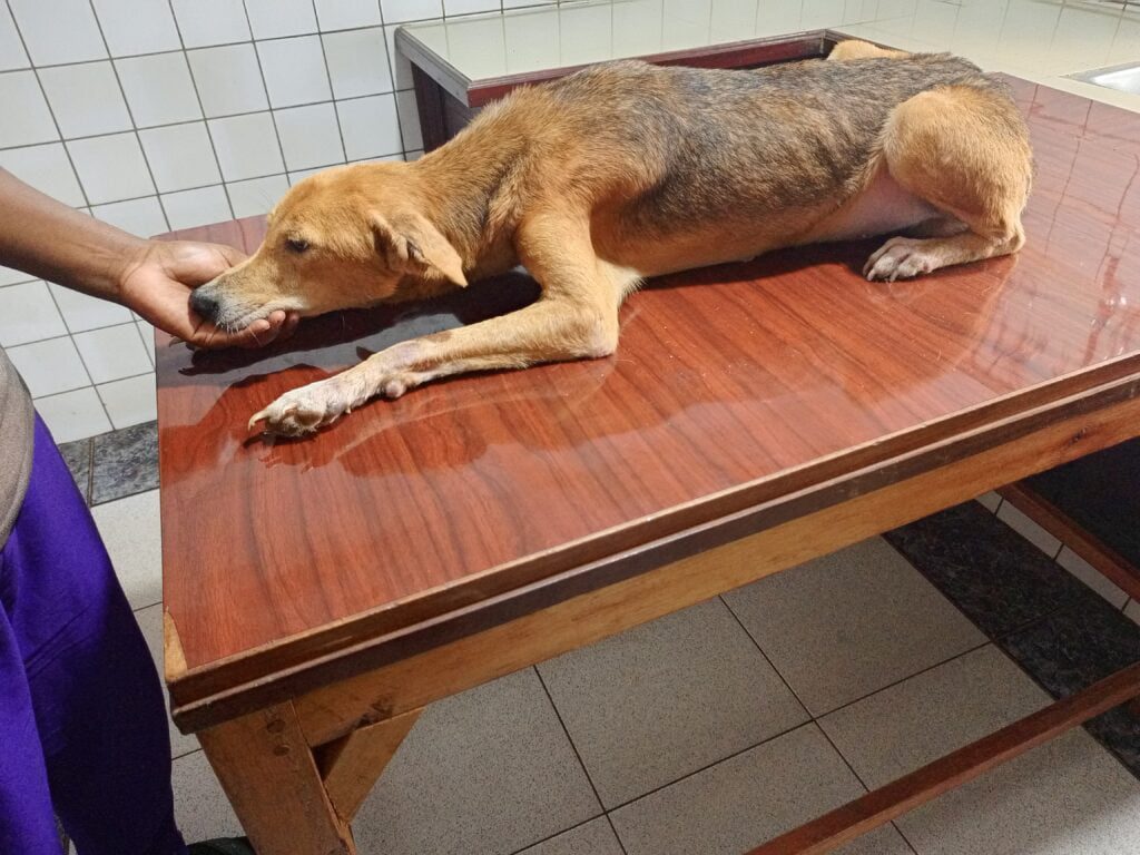 Waiting for nail trimming on grooming table