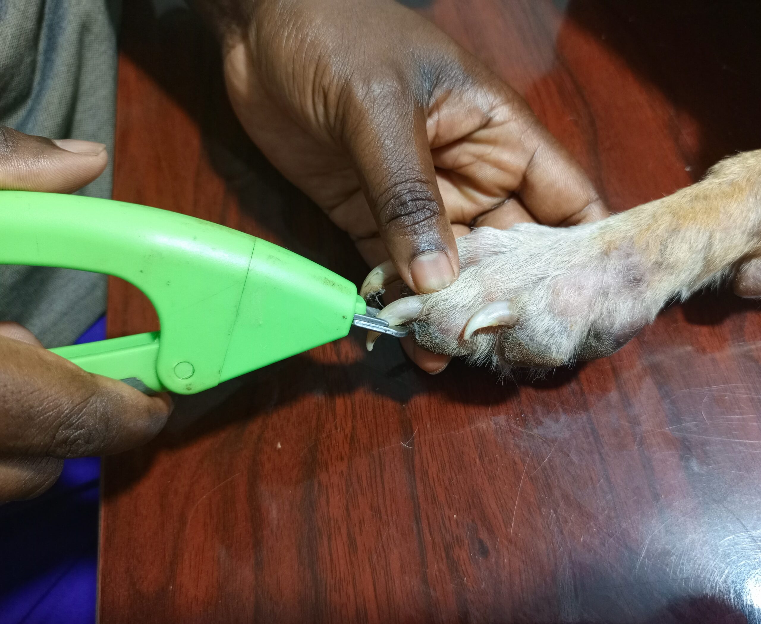 trimming dog's nails