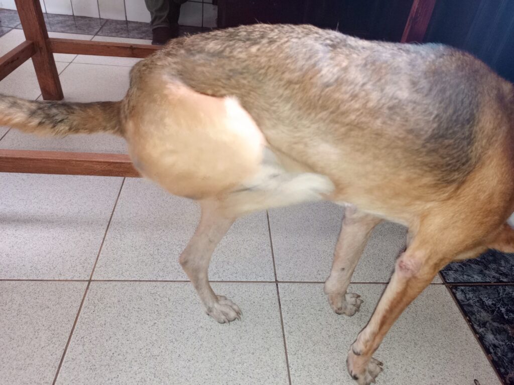 constant scratching in dogs