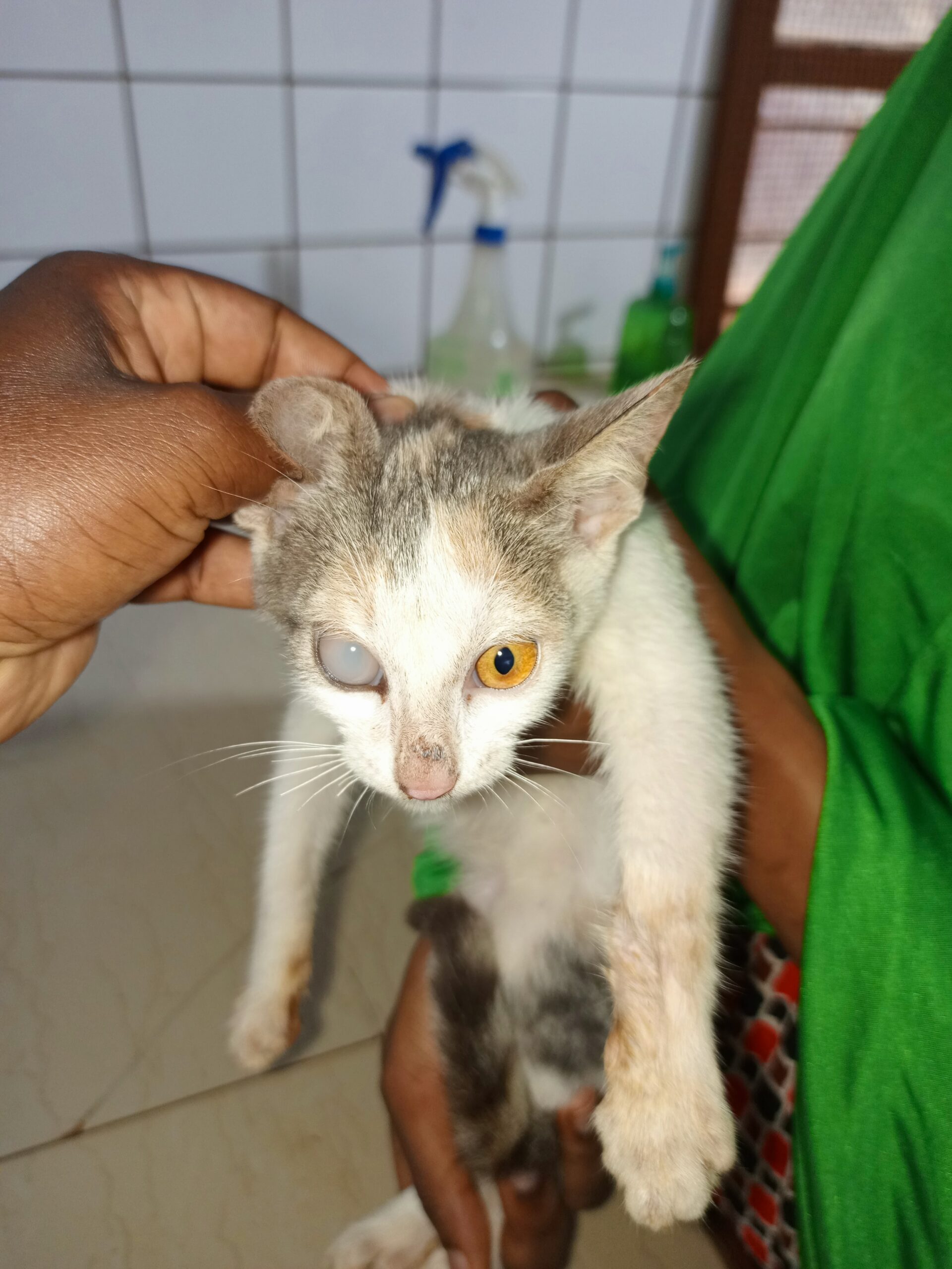 cat with cloudy eye