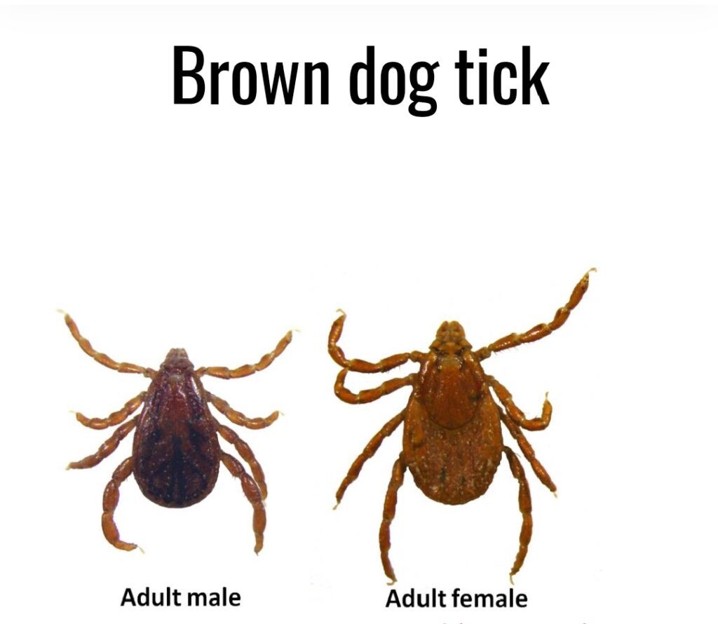 Ticks that suck dog blood in Kampala, Uganda