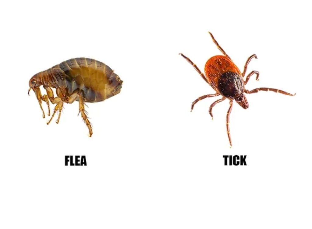 ticks and fleas in pets in Uganda