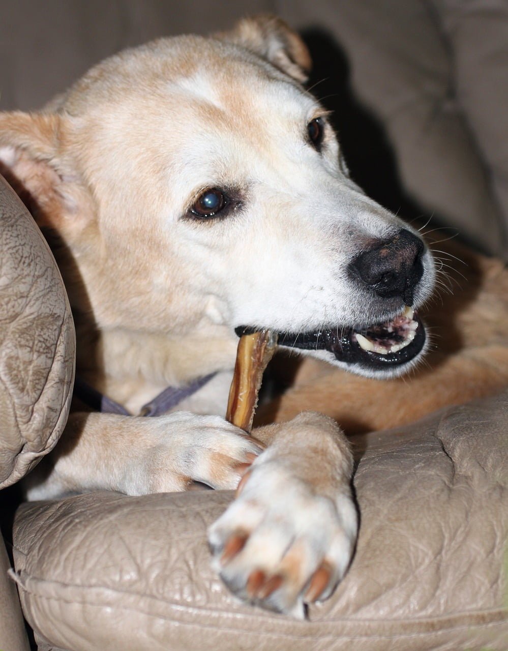 dog, pet, bone-1291498.jpg