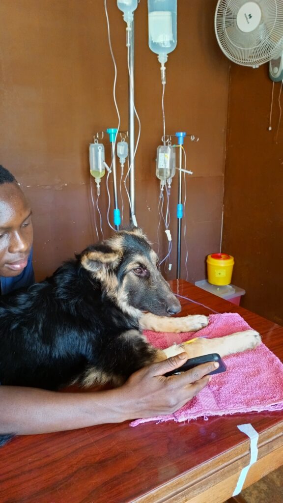 A Dog receiving treatment at Superior Animal Clinic