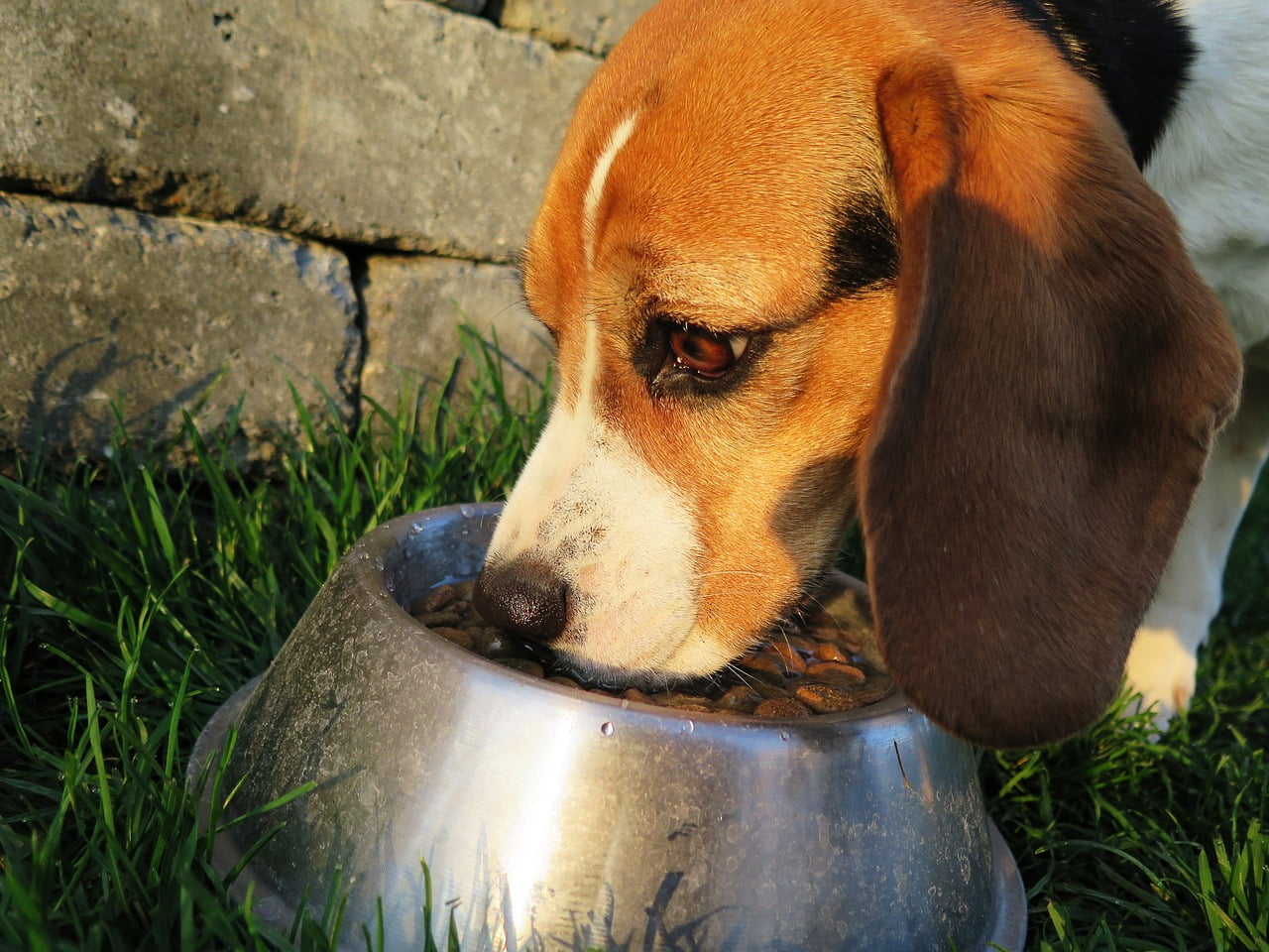 dog, meal, food bowl-2210717.jpg