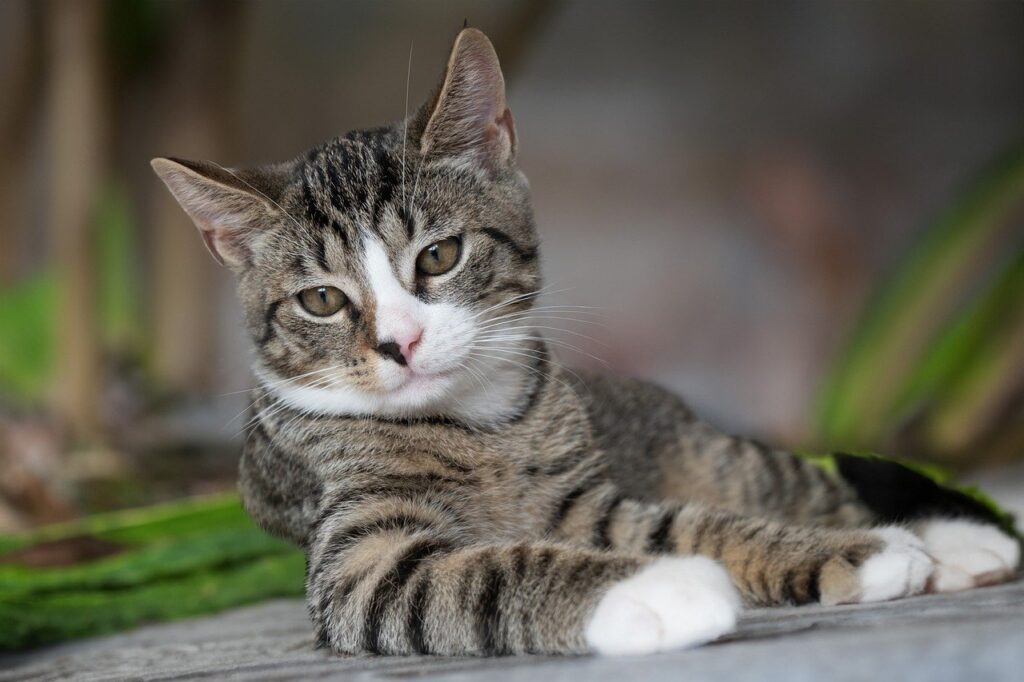 european shorthair, cat, nature-8267220.jpg