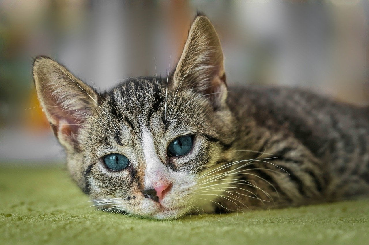 european shorthair, nature, cat-8601492.jpg