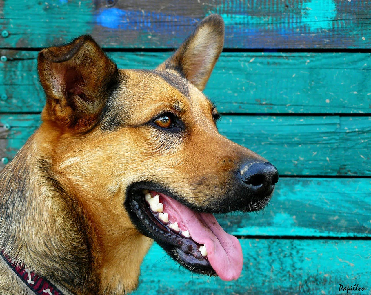 german shepherd dog, dog, portrait-248622.jpg