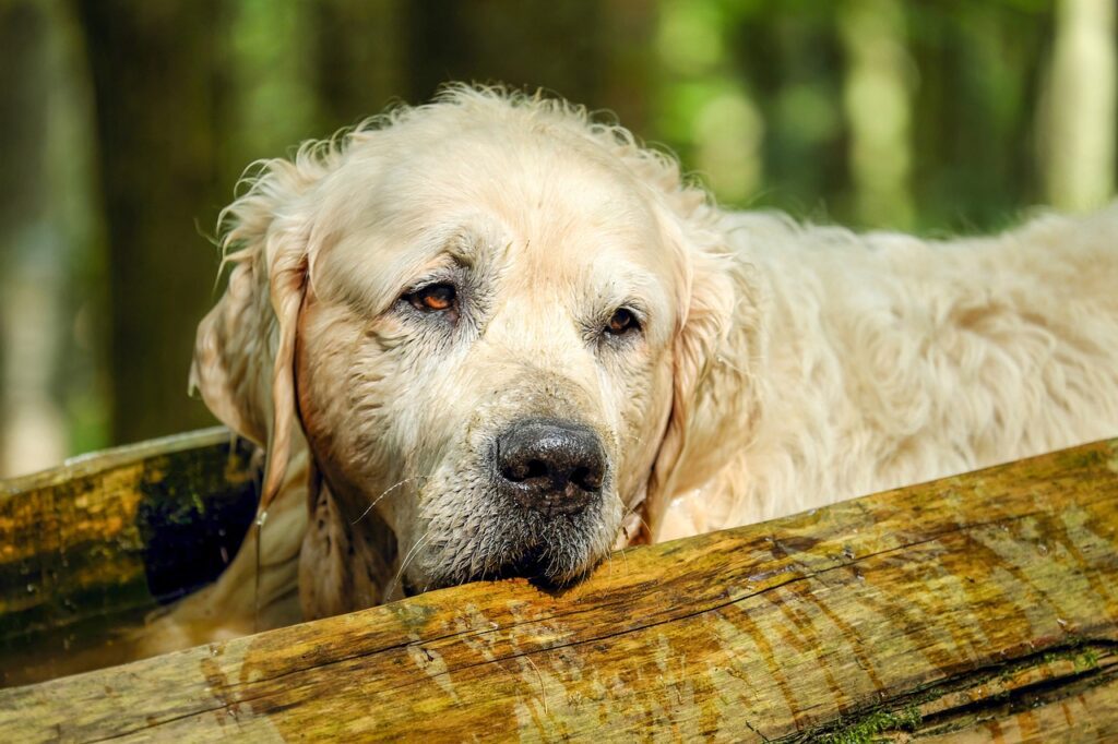 golden retriever, dog, retriever-2705639.jpg