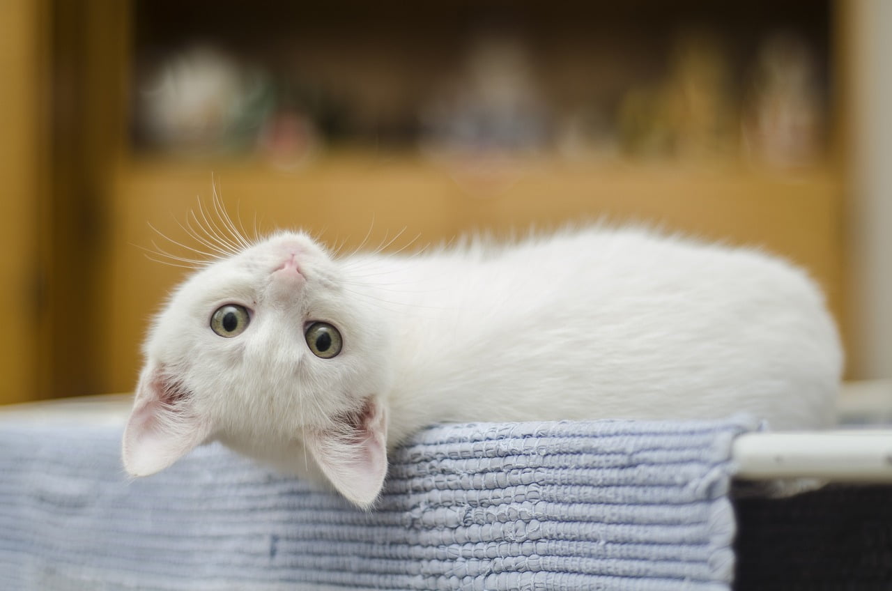 kitten, white, pet-1285341.jpg