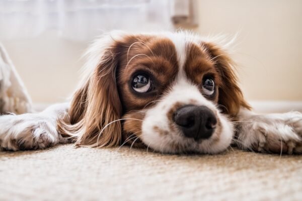 Eye boogers in dogs: what causes the white material in my dog’s eyes ...