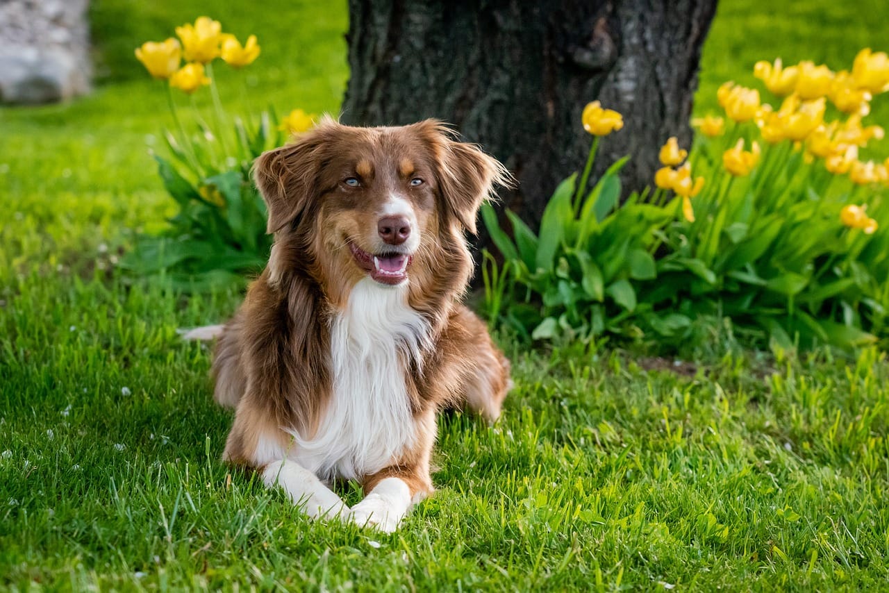 australian shepherd, nature, pet-7176981.jpg