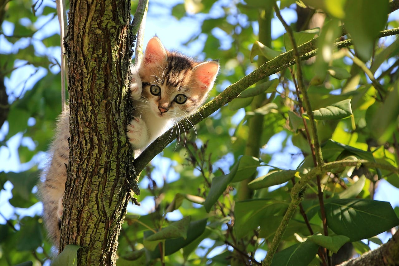 cat, kitten, tree-1647775.jpg