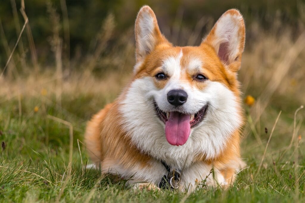 corgi, dog, pet-6705821.jpg