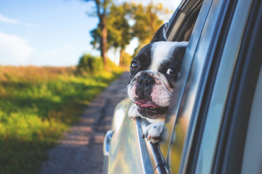 dog, pet, car wallpapers-1850465.jpg