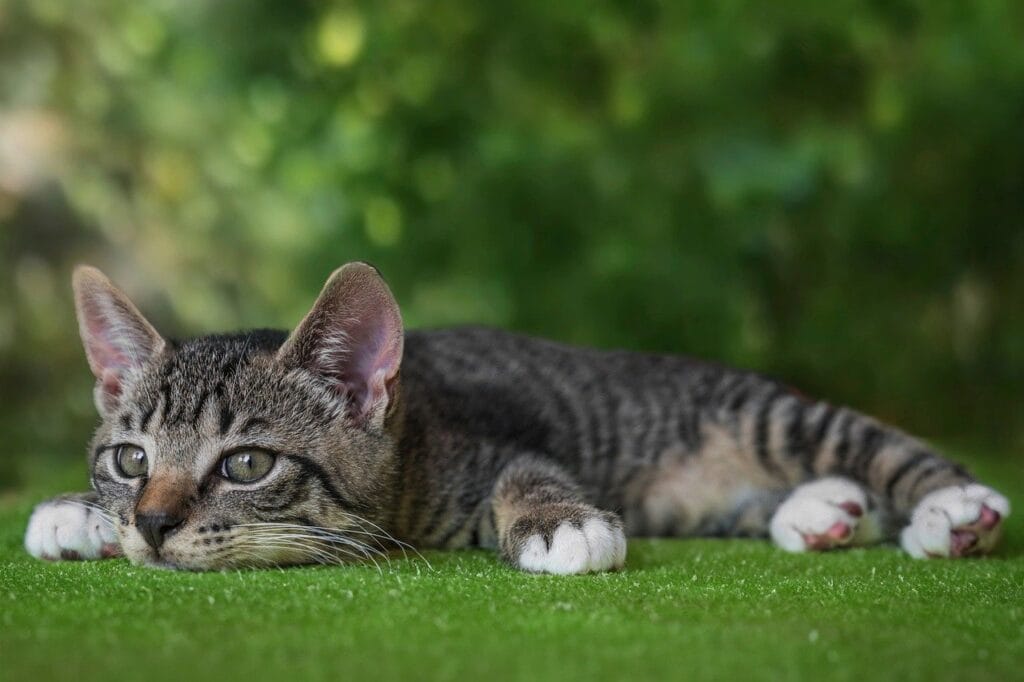 european shorthair, cat, kitten-8142967.jpg