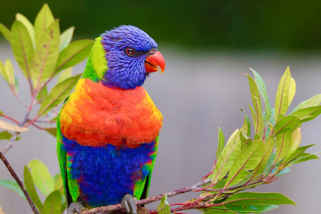 lorikeet, bird, perched-6549172.jpg