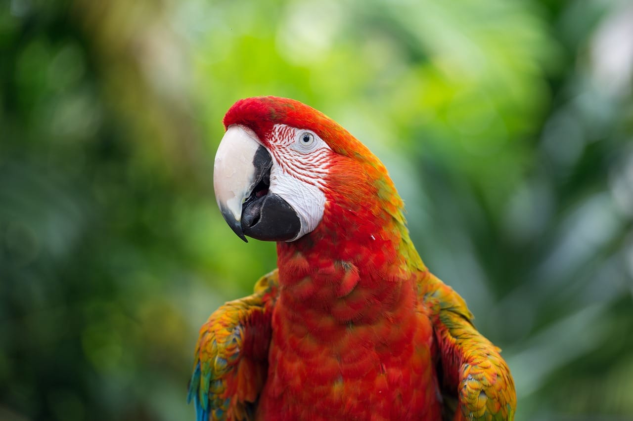 macaw, parrot, bird-4728862.jpg