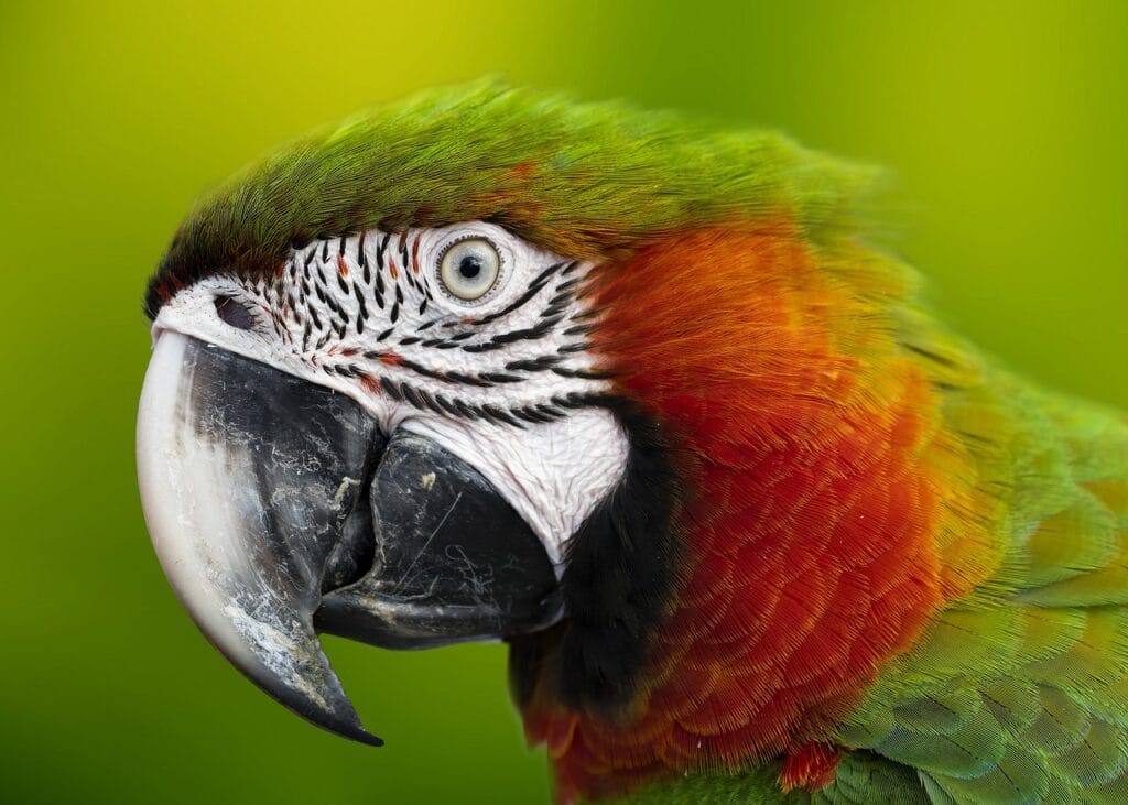 macaw, parrot, head-5952965.jpg