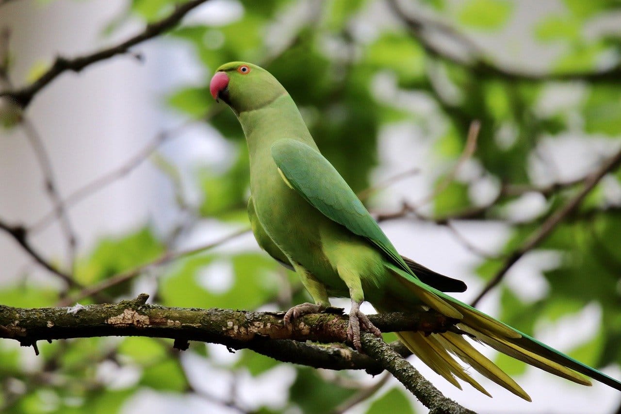 parakeet, nature, ring-necked parakeet-7986601.jpg