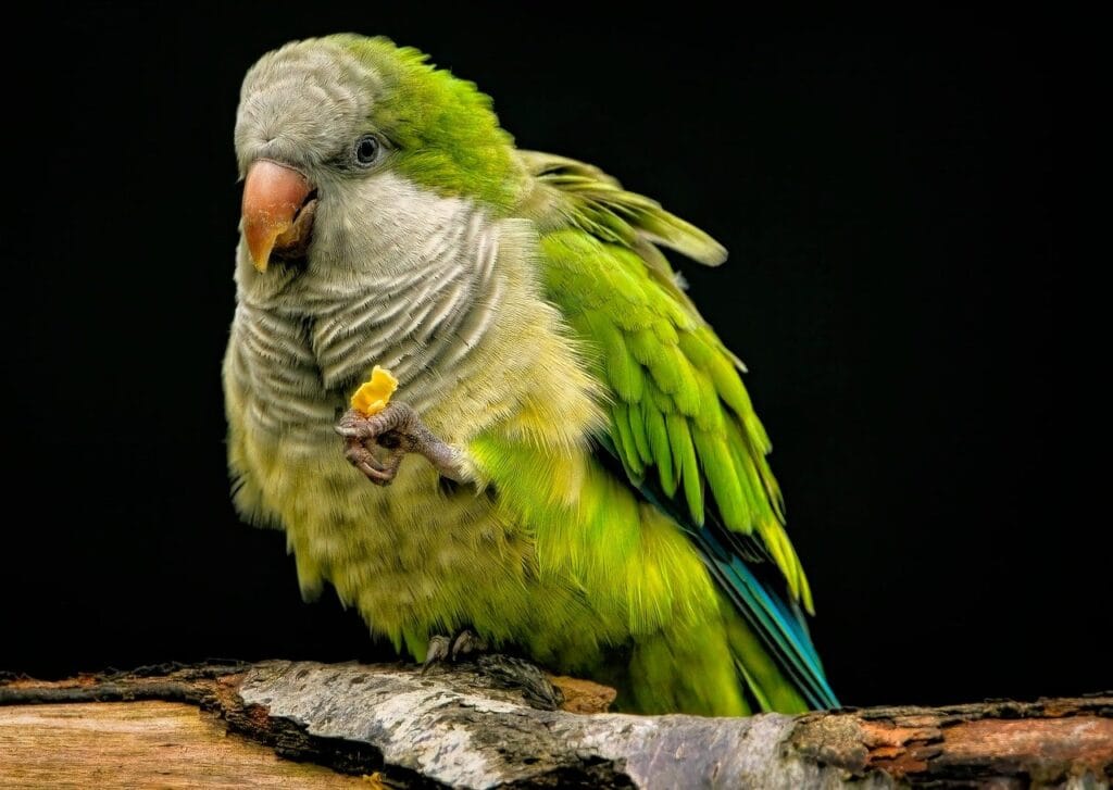 parrot, parakeet, monk parakeet-8368951.jpg