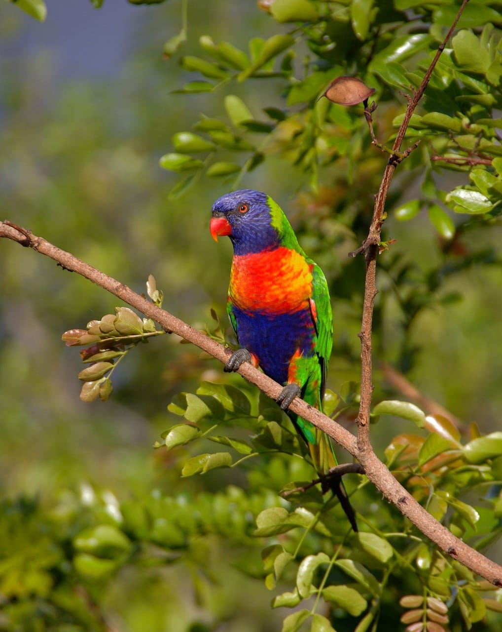 rainbow lorikeet, bird, branch-420706.jpg