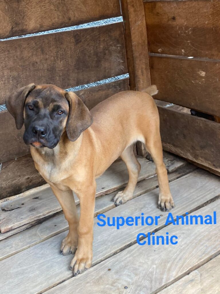 Boerboel in Uganda at Superior Animal Clinic