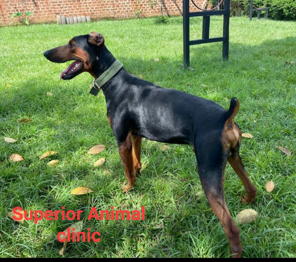 Dobermann in Uganda at Superior Animal Clinic