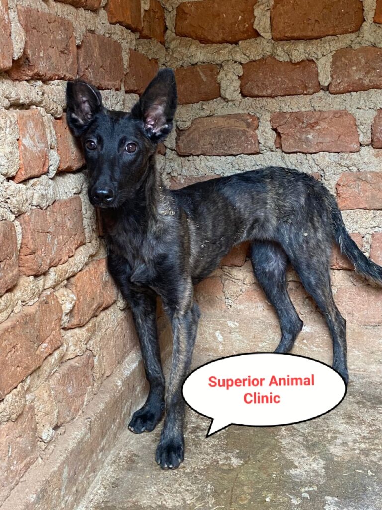 Dutch Shepherd in Uganda at Superior Animal Clinic