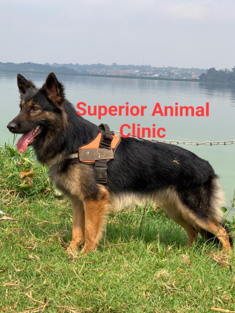 German Shepherd in Uganda at Superior Animal Clinic