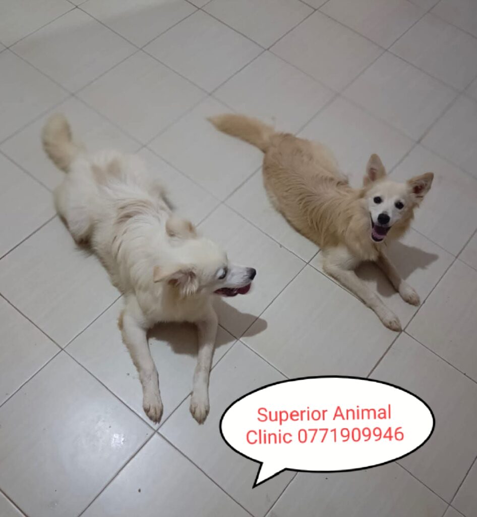 Japanese Spitz in Uganda at Superior Animal Clinic