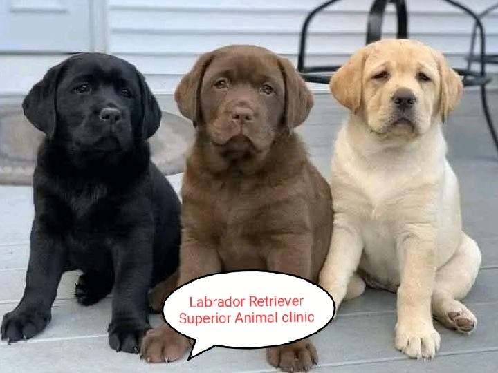 Labrador Retriever in Uganda at Superior Animal Clinic