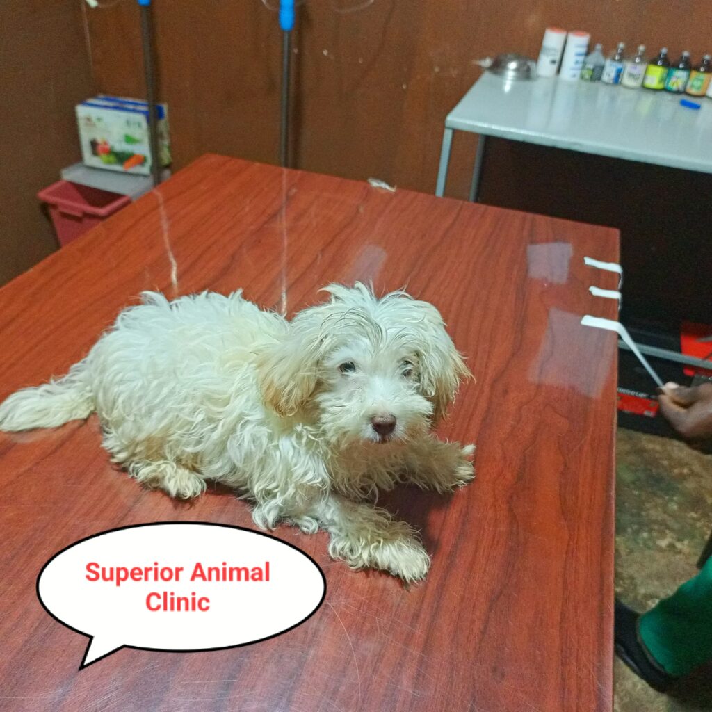Maltese dog breed in Uganda at Superior Animal Clinic