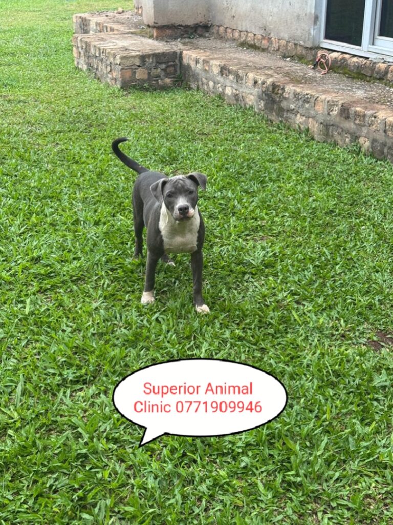 Pit Bull in Uganda at Superior Animal Clinic Kampala