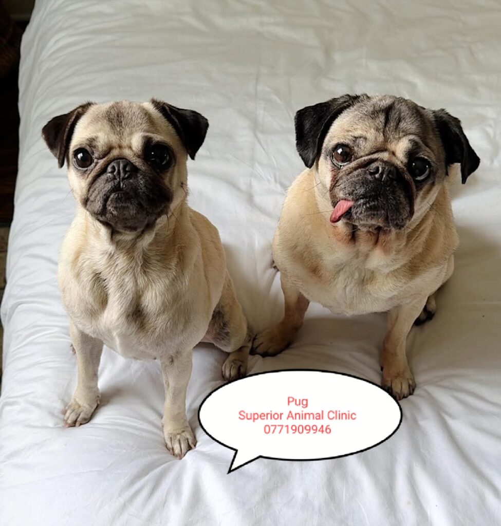 Pug in Uganda at Superior Animal Clinic