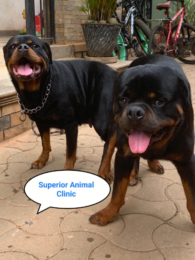 Rottweiler in Uganda at Superior Animal Clinic