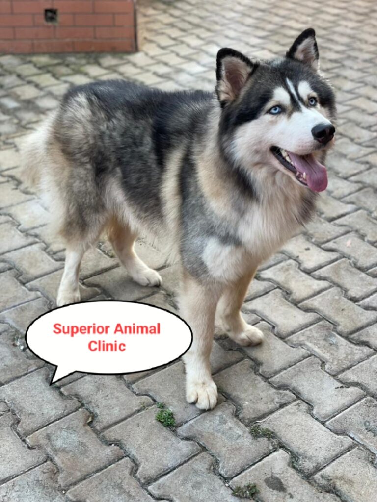 Siberian Husky in Uganda at Superior Animal Clinic