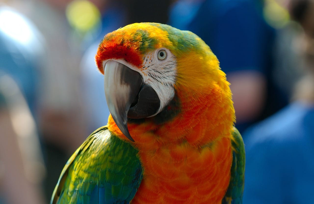 ara, hybrid, parrot-883760.jpg