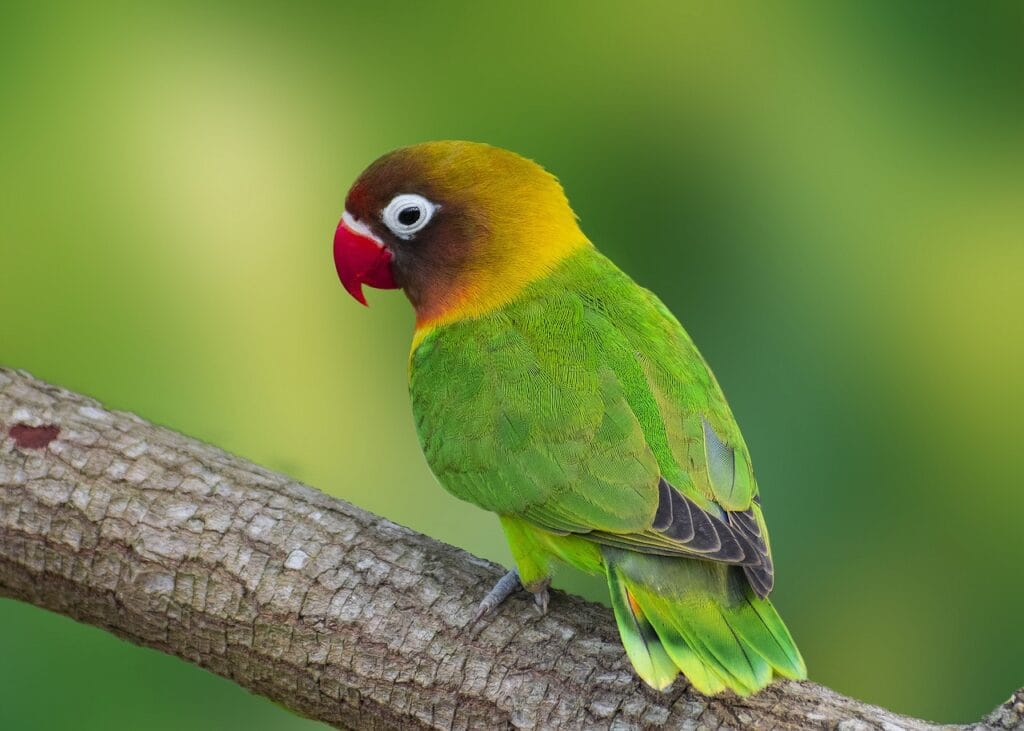 parrot, bird, branch-6089866.jpg