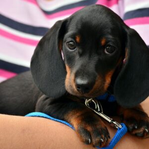 dachshund, puppy, pet