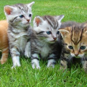 Assorted Color Kittens