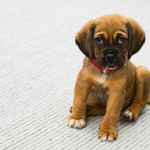 Brown and Black German Shepherd Puppy Sitting on Gray Textile