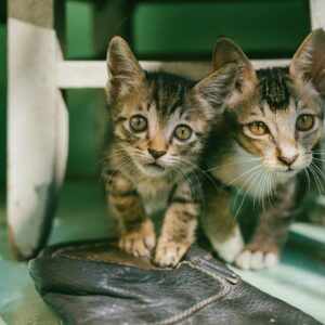 Two Brown Tabby Kittens