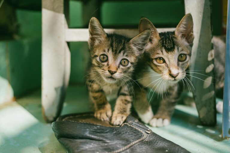 Two Brown Tabby Kittens