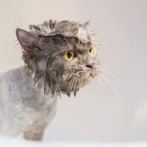 A Wet Cat in Close-up Photography