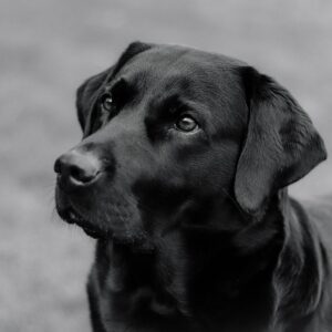 labrador, dog, animal